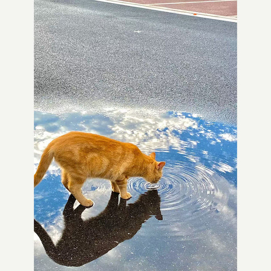 Feline Hydration: Why Your Cat Isn't Drinking Enough Water
