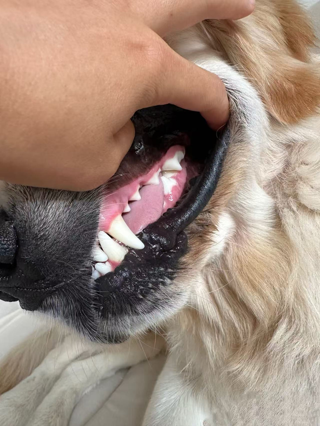 Beyond Bad Breath: The Hidden Dangers of Canine Dental Disease