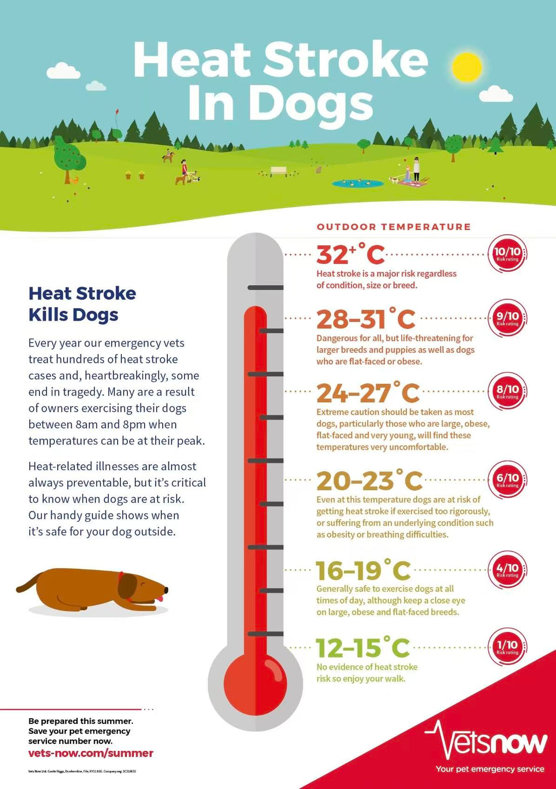 Beat the Heat: Essential Summer Safety Tips for Dogs