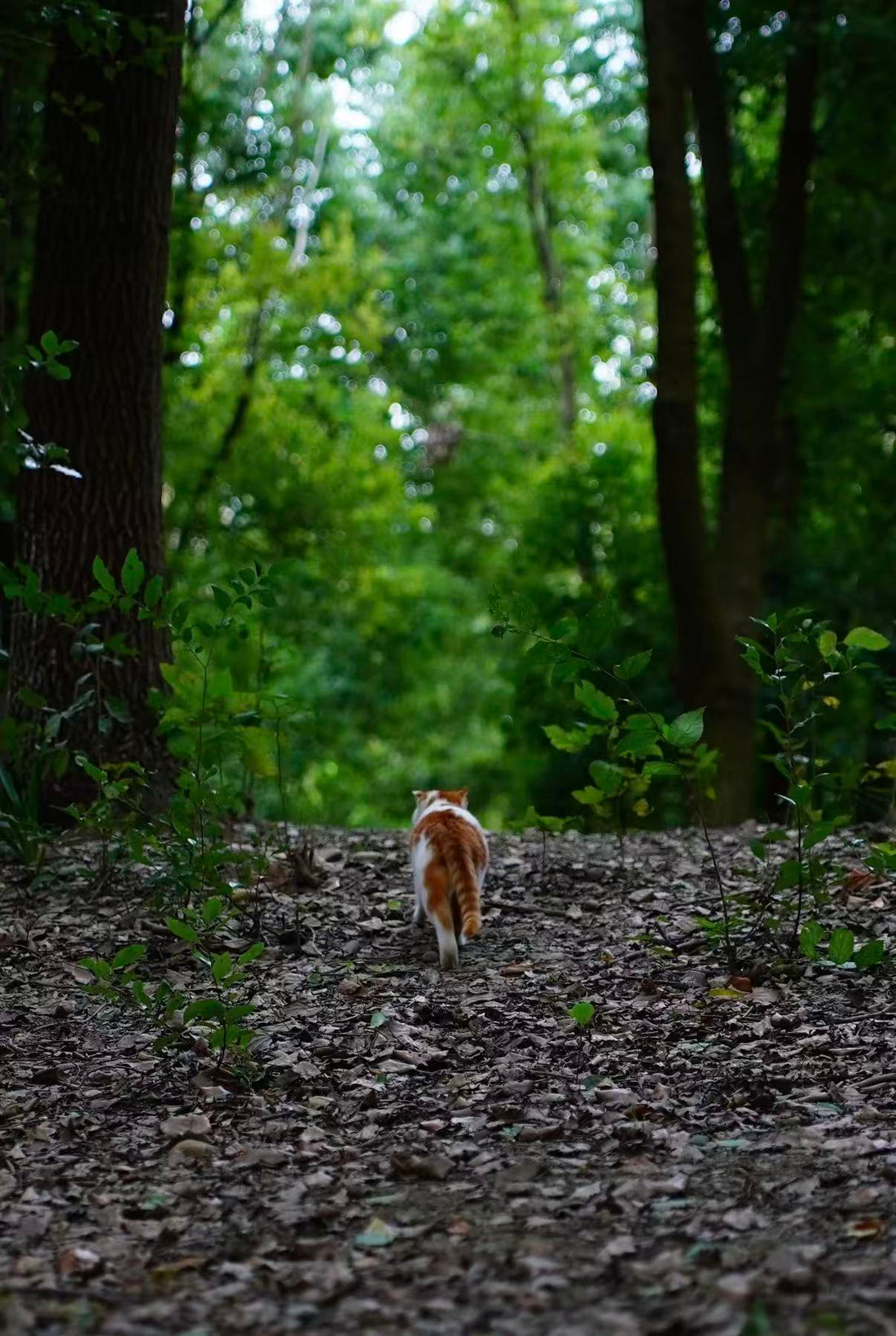Is Your Couch Potato Secretly a Jungle Cat? Why Indoor Cats Need "Secret Habitats"