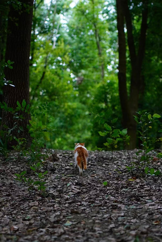 Is Your Couch Potato Secretly a Jungle Cat? Why Indoor Cats Need "Secret Habitats"