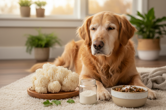 Why is lion's mane mushroom becoming an essential supplement for senior dogs?